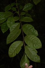 Margaritaria indica