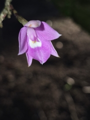 Dimerandra emarginata, photograph author not stated, no rights reserved
