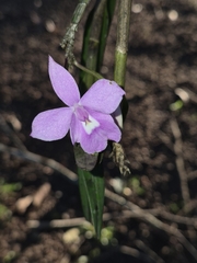 Dimerandra emarginata, photograph author not stated, no rights reserved