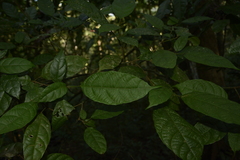 Mallotus aureopunctatus