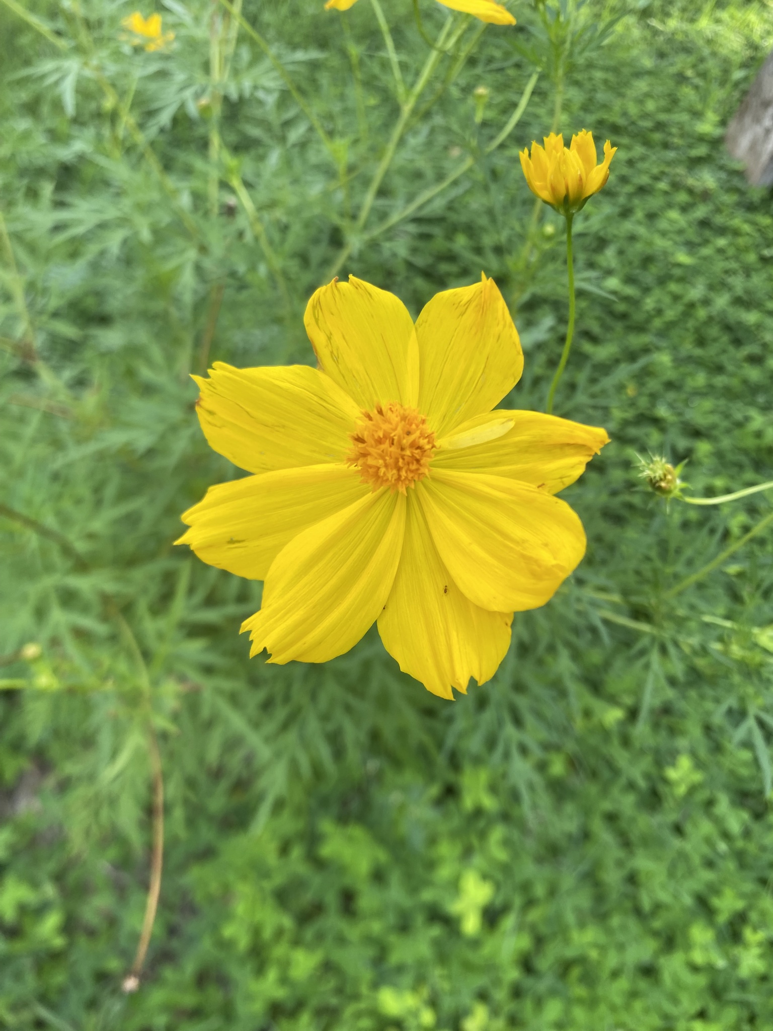 Cosmos sulphureus