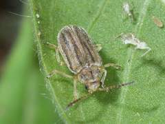 Ophraella communa