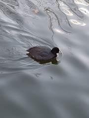Fulica americana