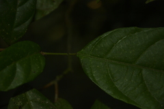 Mallotus aureopunctatus