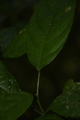 Mallotus aureopunctatus