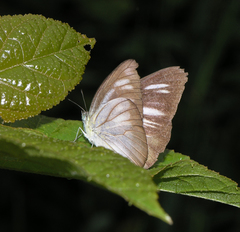 Appias lyncida eleonora