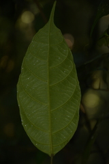 Mallotus aureopunctatus