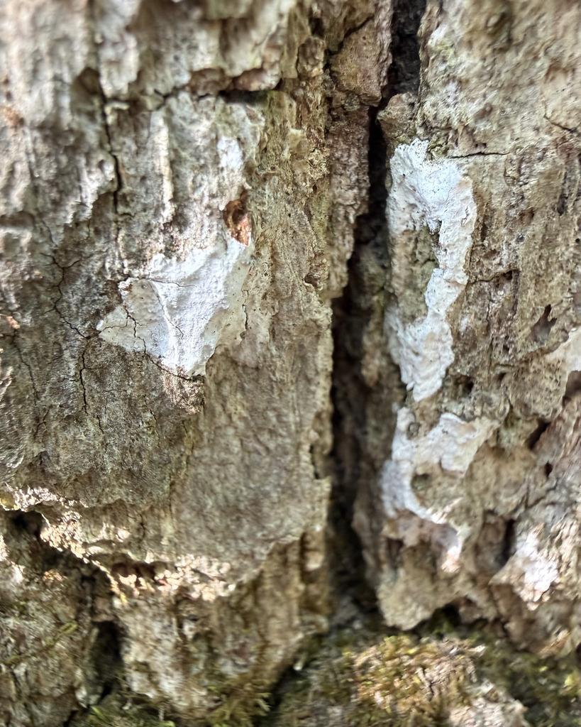 Smooth Patch Disease · May 2026 · photo: Photo: (c) Fluff Berger, some rights reserved (CC BY-SA) · iNaturalist