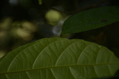 Mallotus aureopunctatus