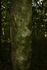 Drypetes oblongifolia