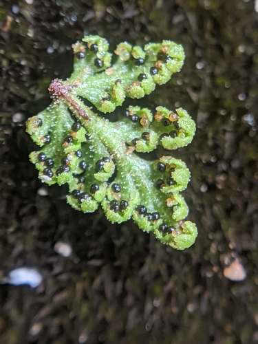 Image of Myriopteris viscida by no rights reserved