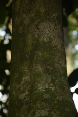 Drypetes oblongifolia