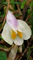 Mazus alpinus
