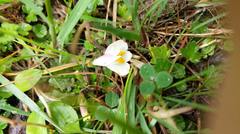 Mazus alpinus