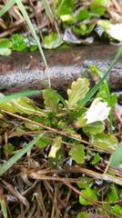 Mazus alpinus