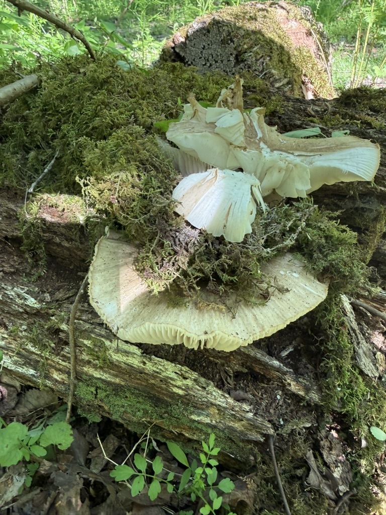 Eastern American Platterful Mushroom · May 2026 · photo: Photo: (c) Fluff Berger, some rights reserved (CC BY-SA) · iNaturalist