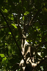 Drypetes oblongifolia