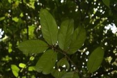 Drypetes oblongifolia