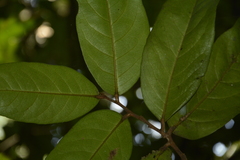 Drypetes oblongifolia