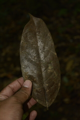 Drypetes oblongifolia