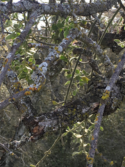 Phoradendron macrophyllum macrophyllum