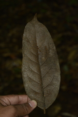 Drypetes oblongifolia