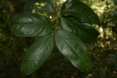 Drypetes oblongifolia