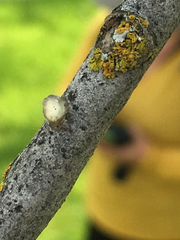 Phoradendron macrophyllum macrophyllum