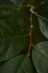 Drypetes oblongifolia