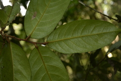 Drypetes oblongifolia