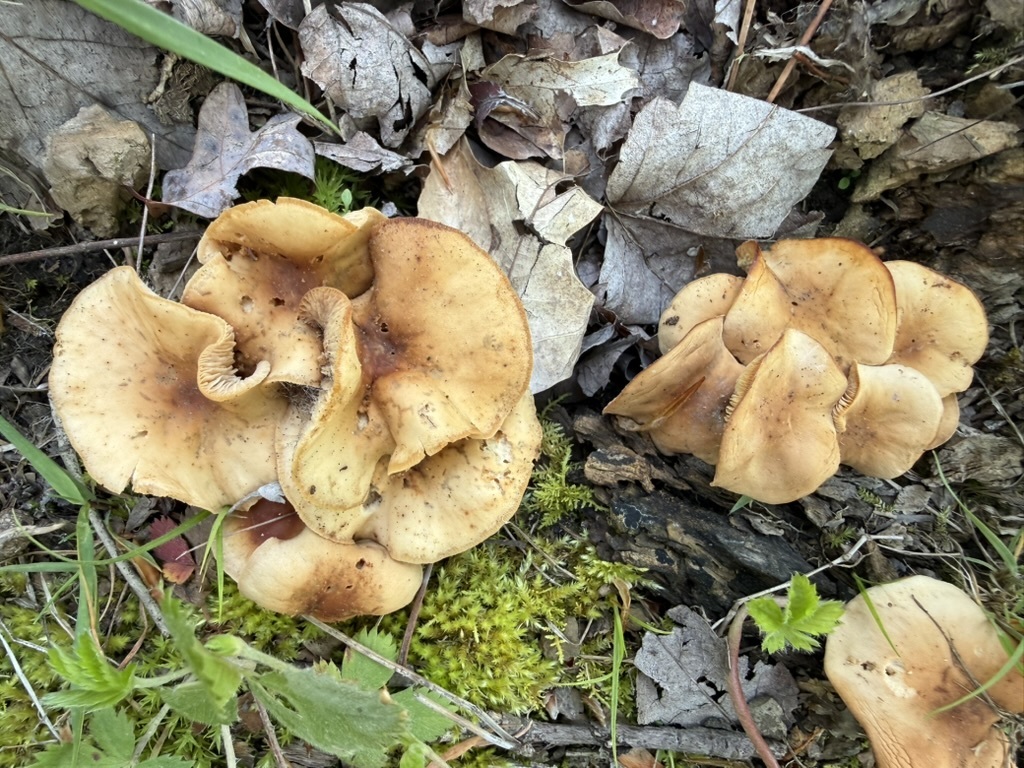 Oak-loving Gymnopus · May 2026 · photo: Photo: (c) Fluff Berger, some rights reserved (CC BY-SA) · iNaturalist