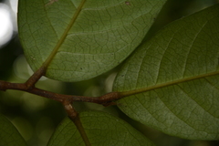 Drypetes oblongifolia