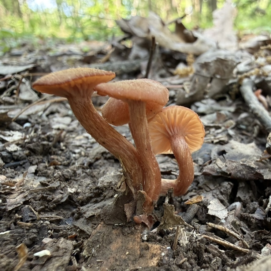 deceiver · May 2026 · photo: Photo: (c) Fluff Berger, some rights reserved (CC BY-SA) · iNaturalist