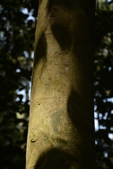 Cleidion spiciflorum