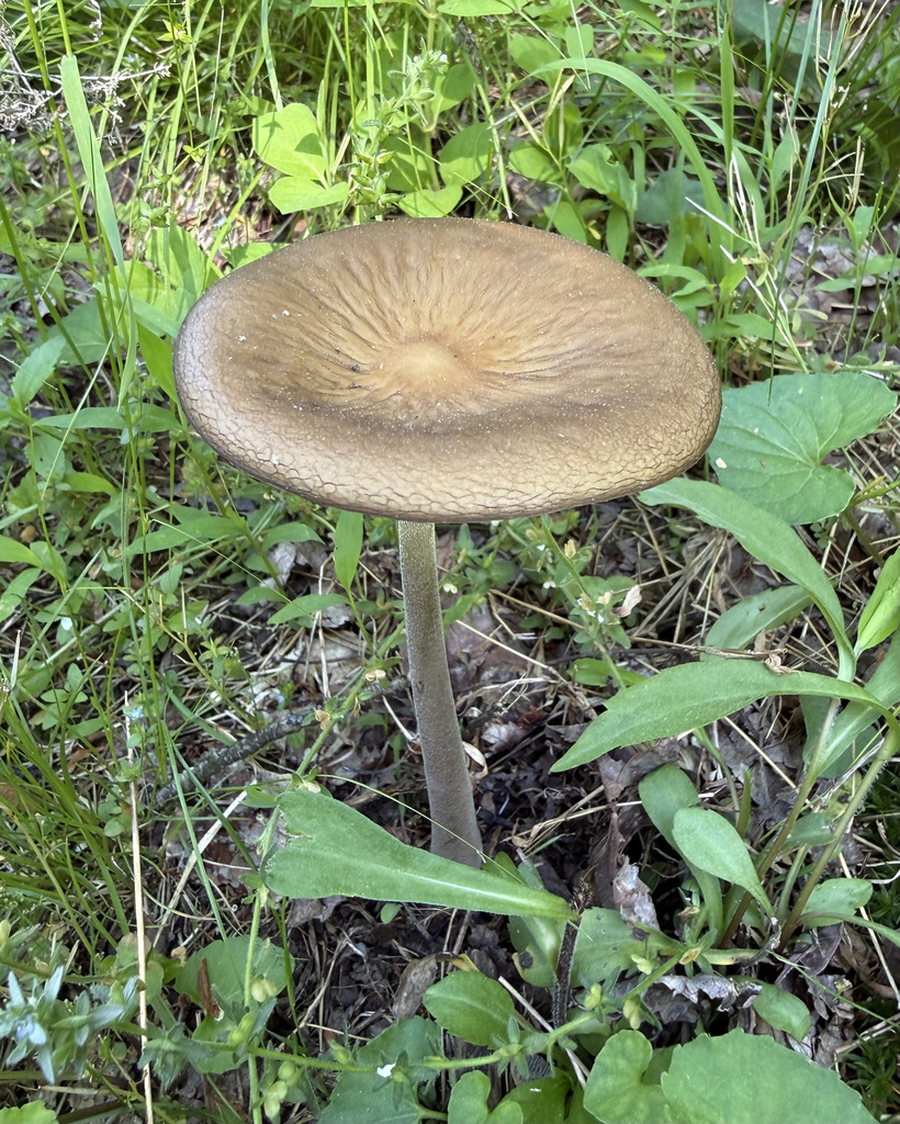 Beech Rooter · May 2026 · photo: Photo: (c) Fluff Berger, some rights reserved (CC BY-SA) · iNaturalist