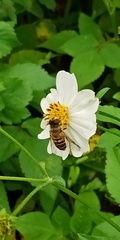 Eristalis cerealis