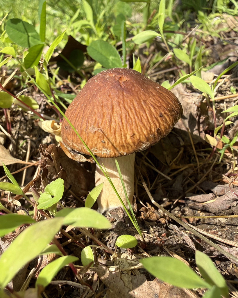 wrinkled psathyrella · May 2026 · photo: Photo: (c) Fluff Berger, some rights reserved (CC BY-SA) · iNaturalist