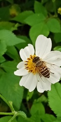 Eristalis cerealis