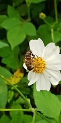 Eristalis cerealis