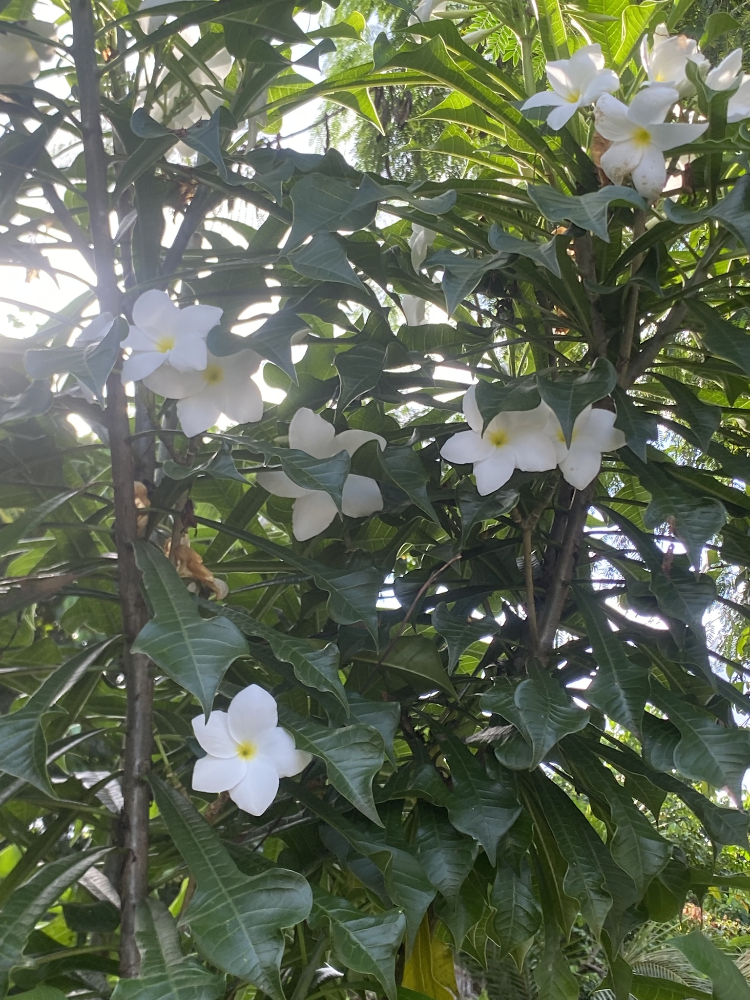 Plumeria pudica