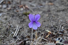 Viola prionantha