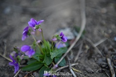 Viola prionantha