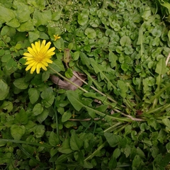 Taraxacum formosanum