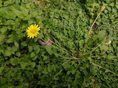 Taraxacum formosanum