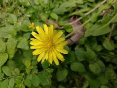 Taraxacum formosanum