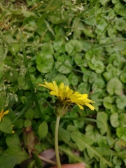 Taraxacum formosanum