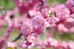 Prunus triloba