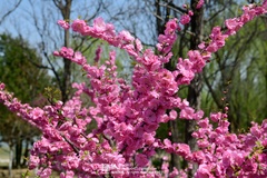 Prunus triloba