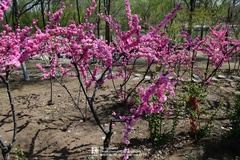 Prunus triloba
