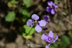 Orychophragmus violaceus